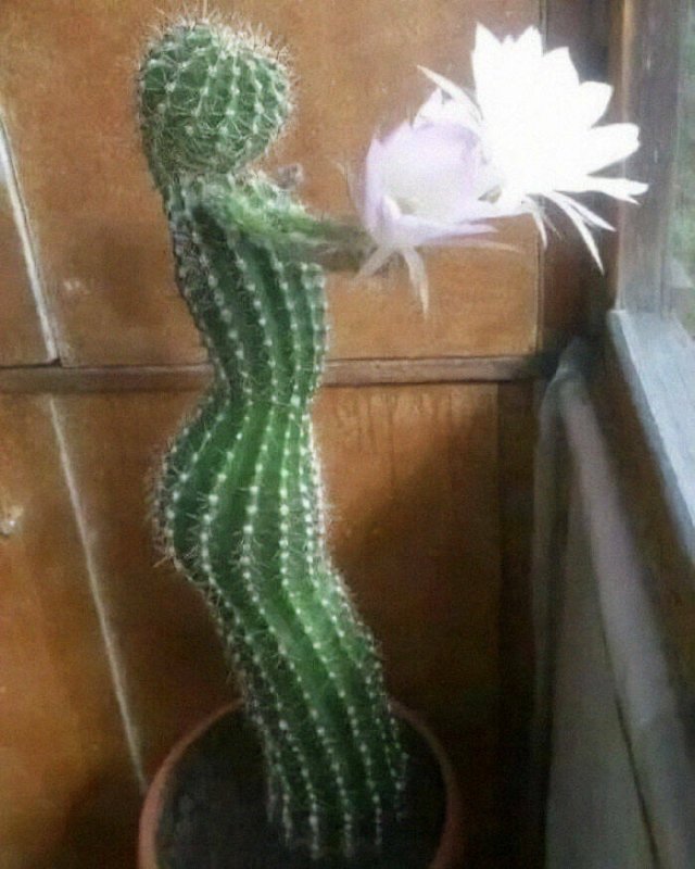 What Is Going On Here? (50 pics)