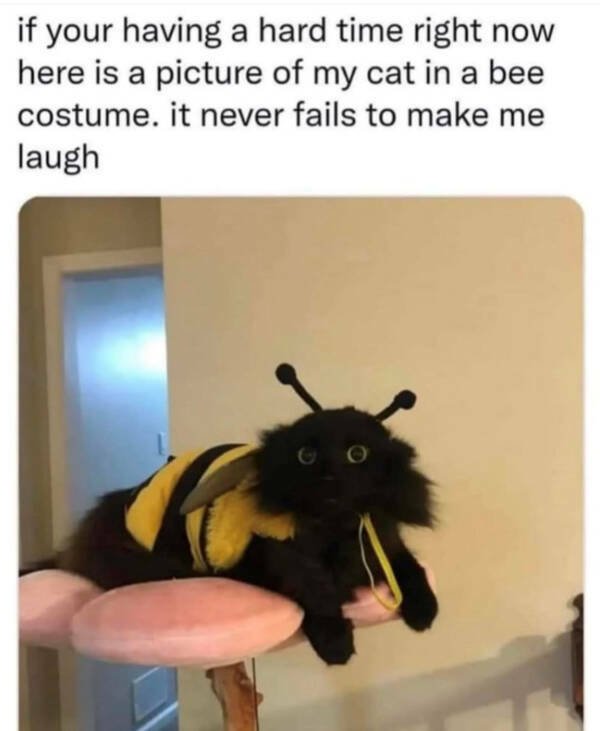 Posts And Jokes For Good Mood (25 pics)