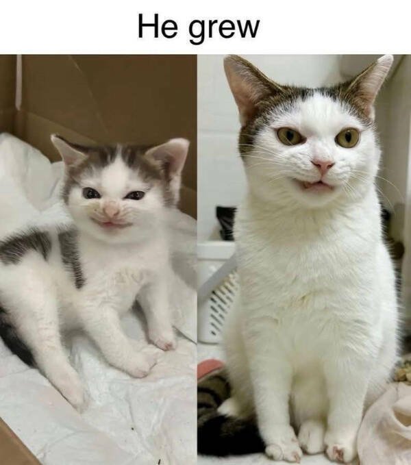 Posts And Jokes For Good Mood (25 pics)