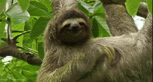Random Facts (15 gifs) Random Facts (15 gifs)