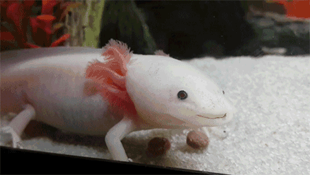Random Facts (15 gifs) Random Facts (15 gifs)