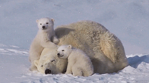 Random Facts (15 gifs) Random Facts (15 gifs)