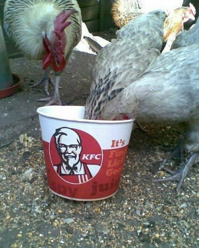 What Is Going On Here? (24 pics)