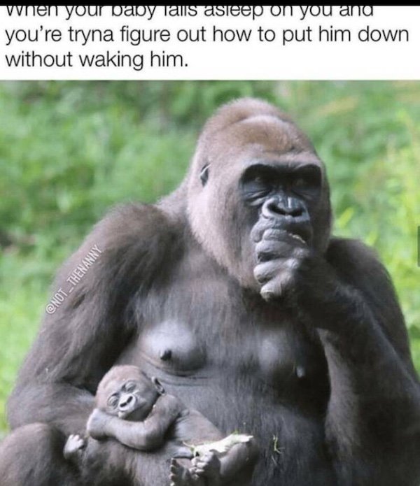 Truthful Memes (38 pics)