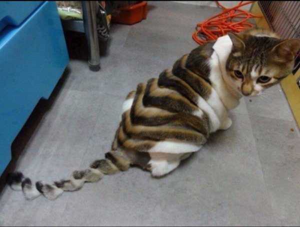 What Is Going On Here? (28 pics)