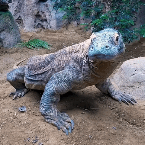 Random Facts (14 gifs) Random Facts (14 gifs)