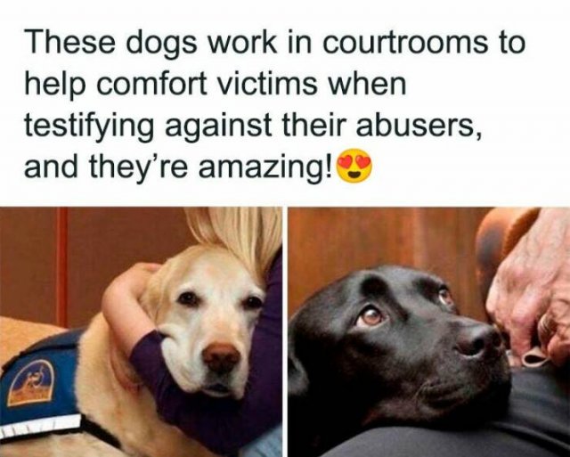 Jokes For Dogs Lovers (25 pics)