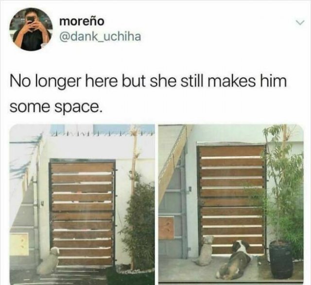 Jokes For Dogs Lovers (25 pics)
