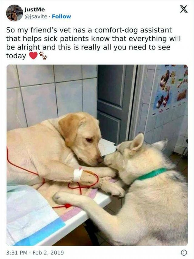 Jokes For Dogs Lovers (25 pics)