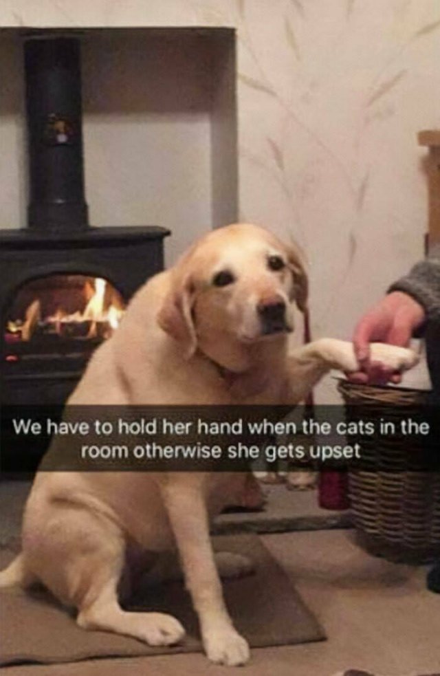 Jokes For Dogs Lovers (25 pics)
