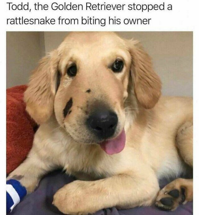 Jokes For Dogs Lovers (25 pics)