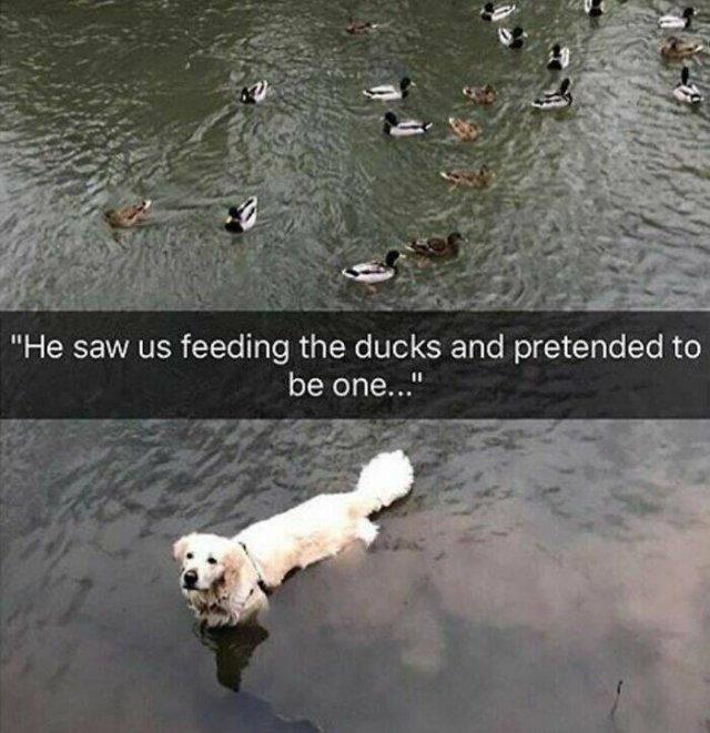 Jokes For Dogs Lovers (25 pics)