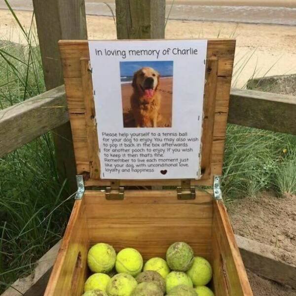 Jokes For Dogs Lovers (25 pics)
