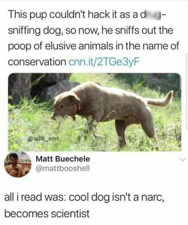 Jokes For Dogs Lovers (25 pics)