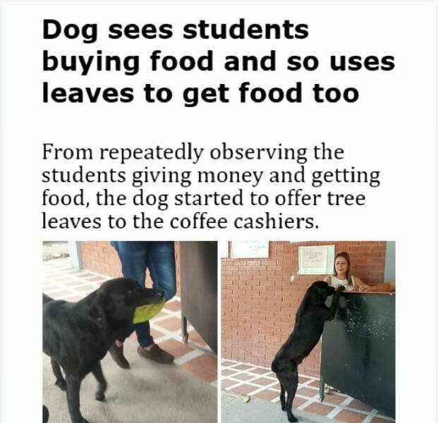 Jokes For Dogs Lovers (25 pics)