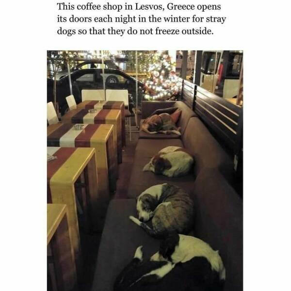 Jokes For Dogs Lovers (25 pics)
