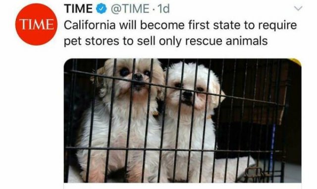 Jokes For Dogs Lovers (25 pics)