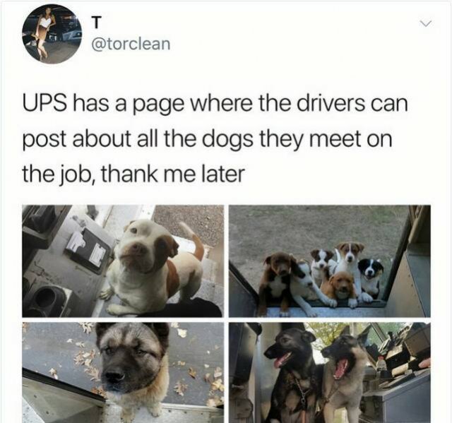 Jokes For Dogs Lovers (25 pics)