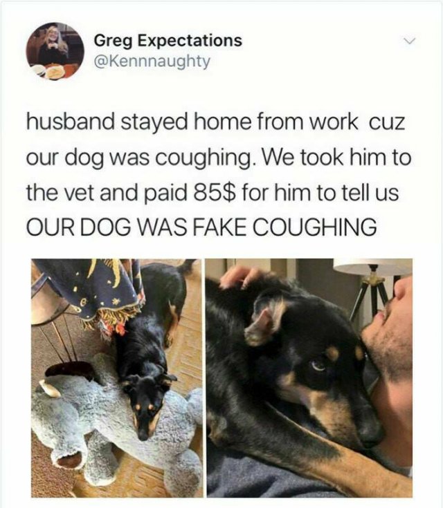 Jokes For Dogs Lovers (25 pics)