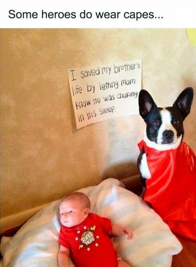 Jokes For Dogs Lovers (25 pics)
