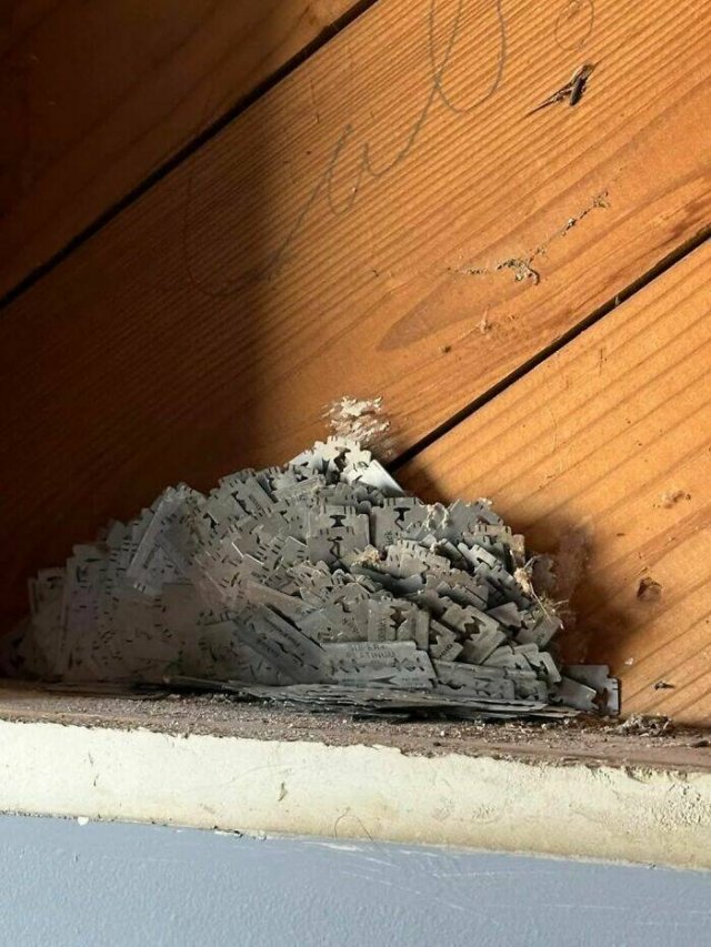 What Are These Things? (25 pics)