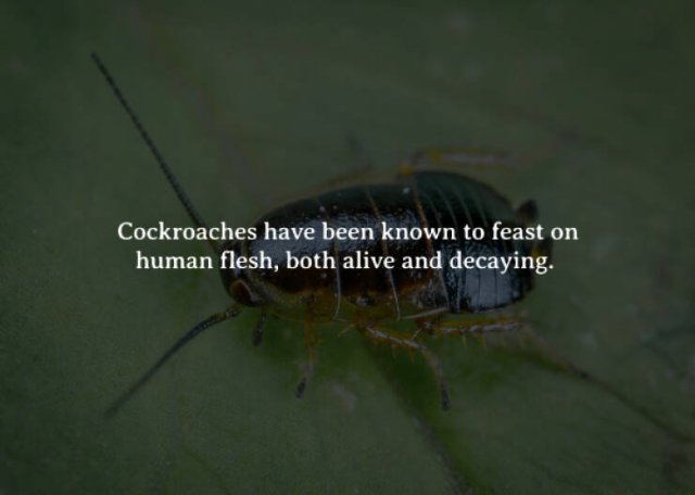 Creepy Facts (15 pics)
