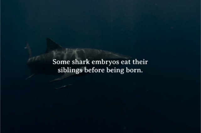 Creepy Facts (15 pics)