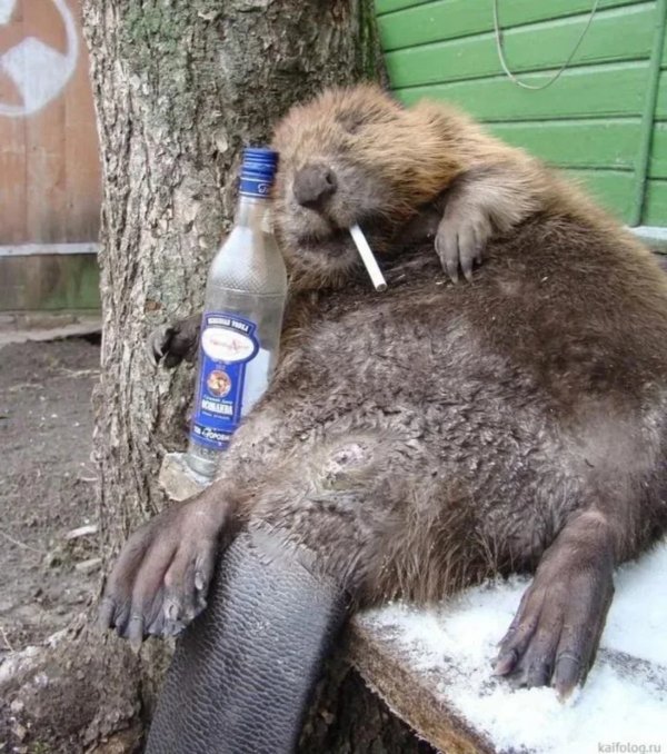 What Is Going On Here? (31 pics)