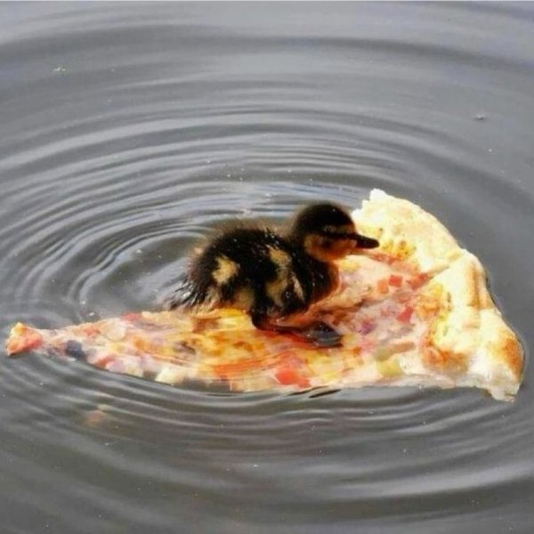 What Is Going On Here? (31 pics)