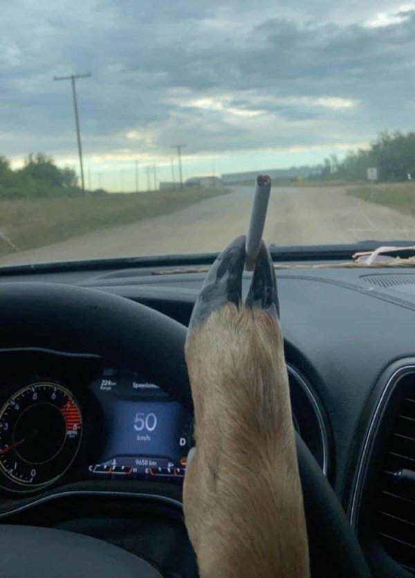 What Is Going On Here? (31 pics)