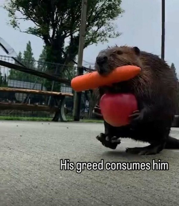 Truthful Jokes (25 pics)