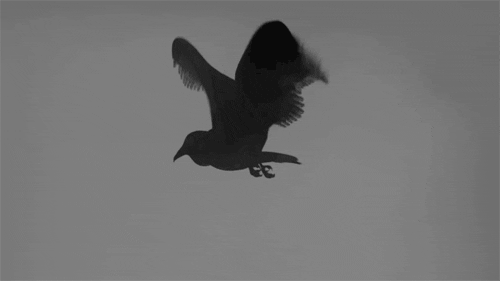 Random Facts (15 gifs) Random Facts (15 gifs)