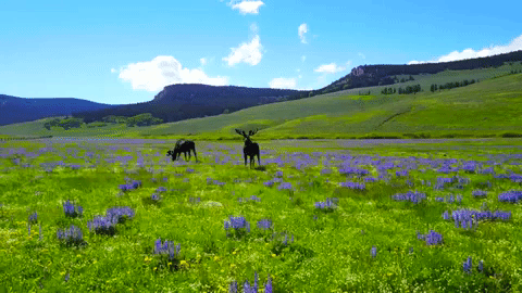 Random Facts (15 gifs) Random Facts (15 gifs)