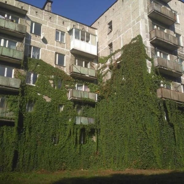 Wild Gardening (28 pics)