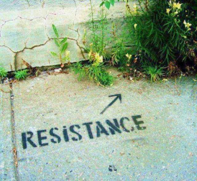 Wild Gardening (28 pics)