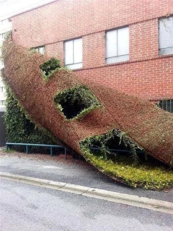 Wild Gardening (28 pics)