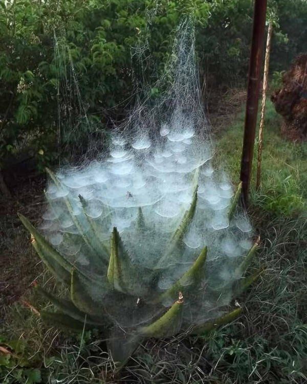 Wild Gardening (28 pics)