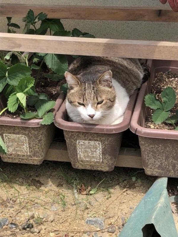 Wild Gardening (28 pics)