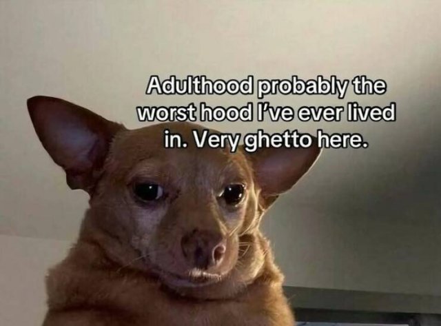 Funny Memes (24 pics)