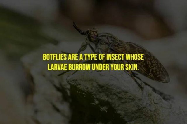 Creepy Facts (15 pics)