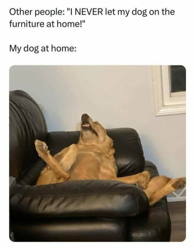 Jokes For Dog Lovers (24 pics)