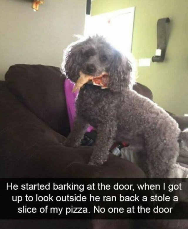 Jokes For Dog Lovers (24 pics)