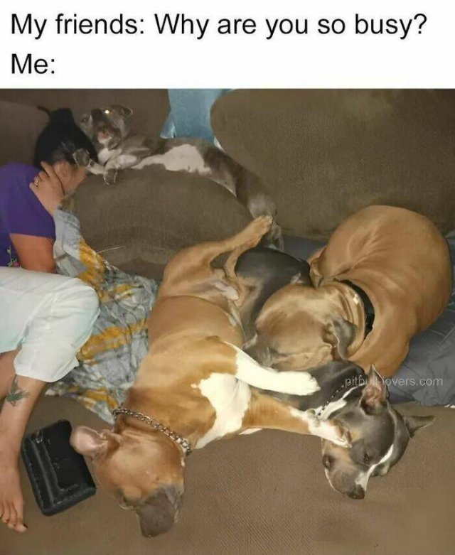 Jokes For Dog Lovers (24 pics)