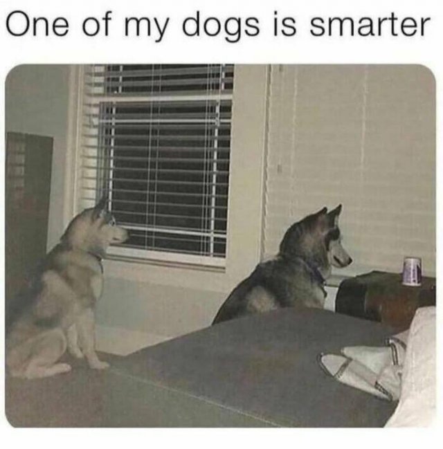 Jokes For Dog Lovers (24 pics)