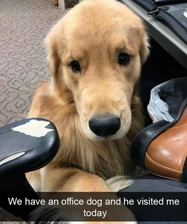 Jokes For Dog Lovers (24 pics)