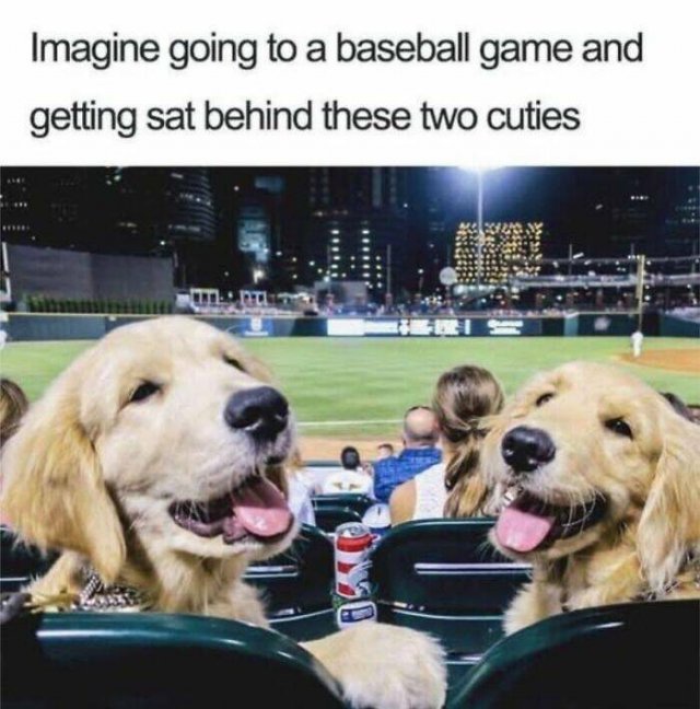 Jokes For Dog Lovers (24 pics)