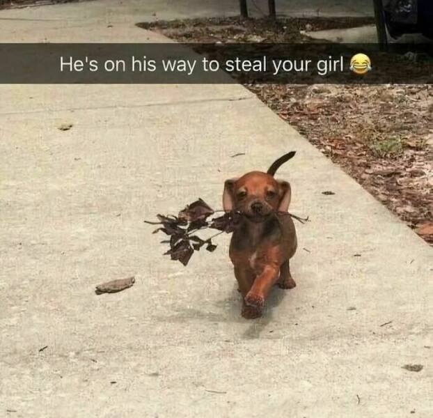 Jokes For Dog Lovers (24 pics)