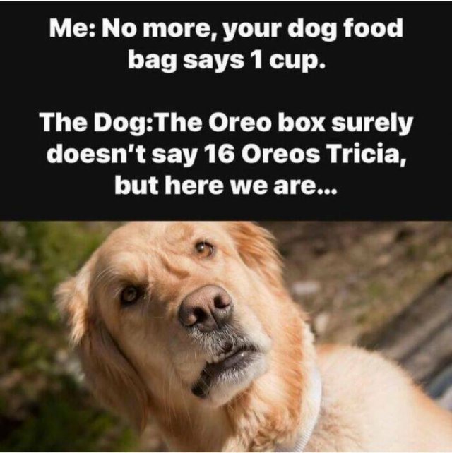 Jokes For Dog Lovers (24 pics)