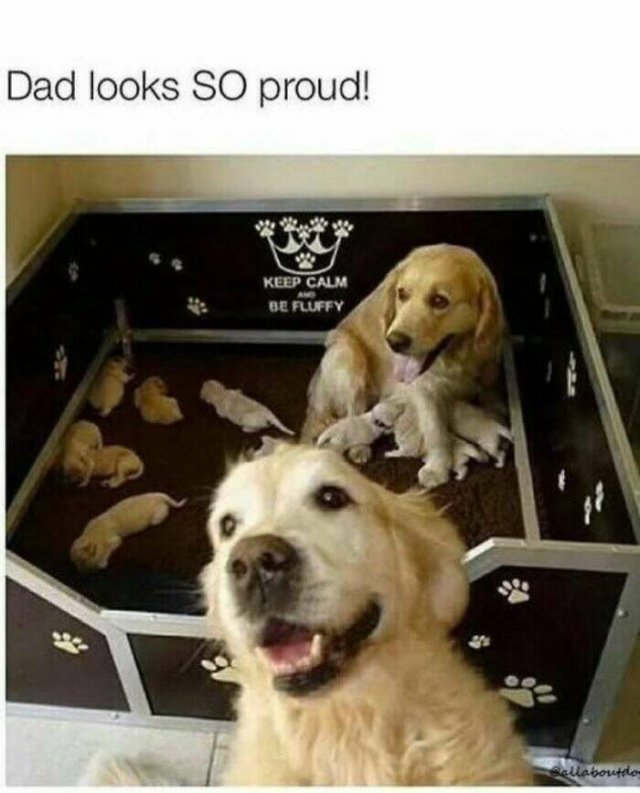 Jokes For Dog Lovers (24 pics)