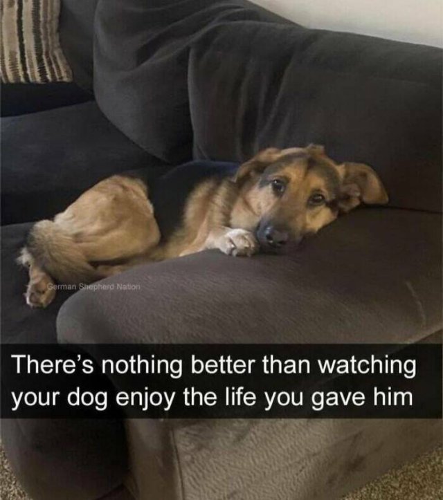 Jokes For Dog Lovers (24 pics)